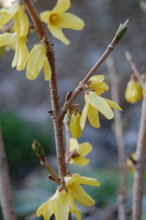 Komeaomena pensas